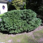 Cypruštek Lawsonov (Chamaecyparis lawsoniana) ´NIDIFORMIS´ - Ø rastliny 15-25cm, kont. C3L
